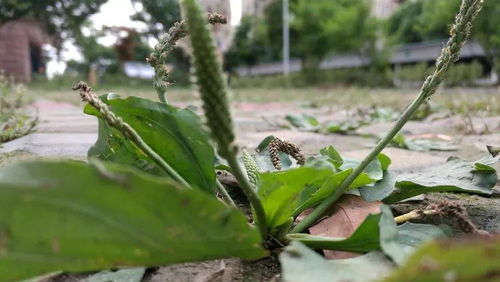 植物人如何喂食?植物人如何喂食最好
