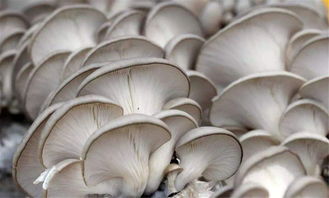 福建春晚（福建春晚在哪个台）