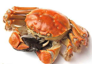 胭脂雪少棠是怎样死的？（电视剧胭脂雪）