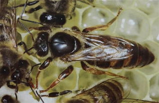 如何在蜂群里寄存蜂王?如何在蜂群里寄存蜂王呢