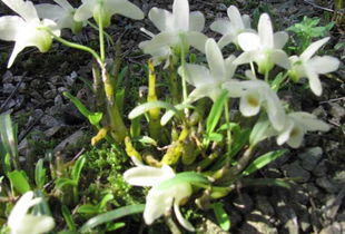 如何用花生壳?如何用花生壳种植石斛?