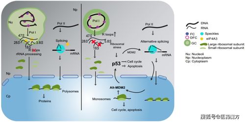 5 韩国偶像团体组合出演的真人秀节目例如showtime这一类的?(infinite综艺) 5 韩国偶像团体组合出演的真人秀节目例如showtime这一类的?(infinite综艺)