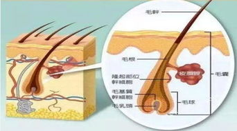 个体免疫性差异是如何造成的?自身免疫性因素