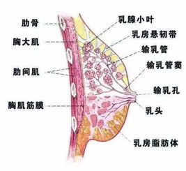 乳腺纤维瘤手术后如何保养?乳腺纤维瘤术后保养和注意事项