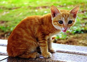 如何给猫补充营养?怎么给猫咪补充营养和维生素 如何给猫补充营养?怎么给猫咪补充营养和维生素