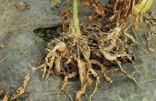 郑多燕葛根粉如何服用?郑教授葛根粉的副作用