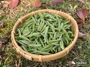 福建白茶如何储存?福建白茶怎么储存