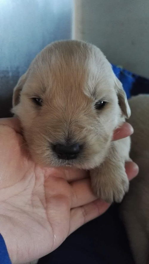 贵君教你如何养好一只金毛宝宝?如何养金毛犬幼犬