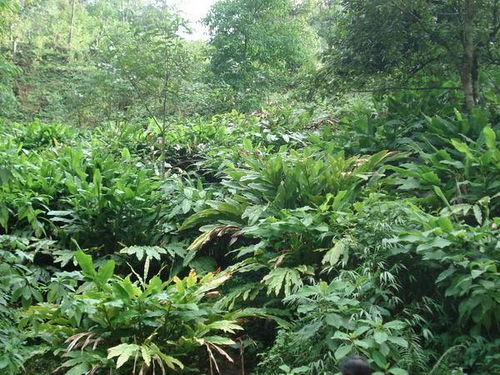 百草果如何吃?百草果种植 百草果如何吃?百草果种植