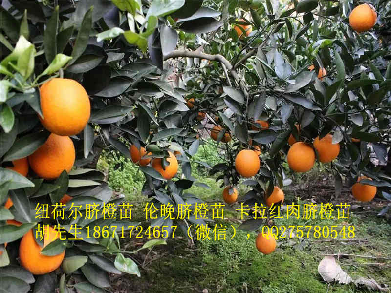 如何分清纽何尔脐橙?2021年纽荷尔脐橙行情如何 如何分清纽何尔脐橙?2021年纽荷尔脐橙行情如何