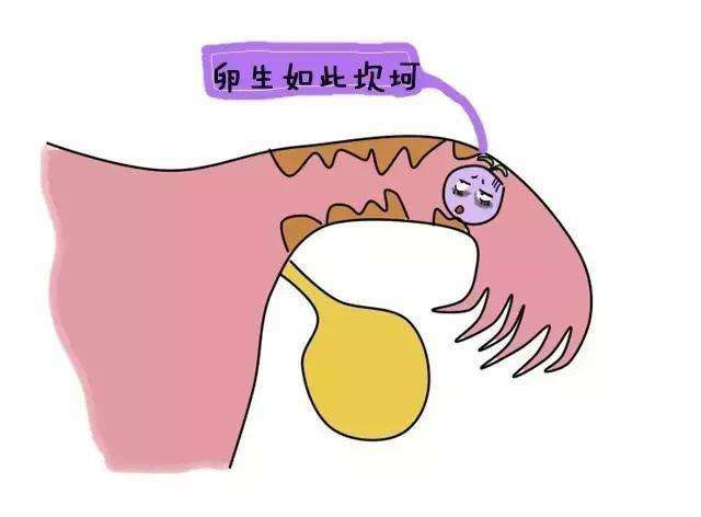 如何受孕?如何受孕率高