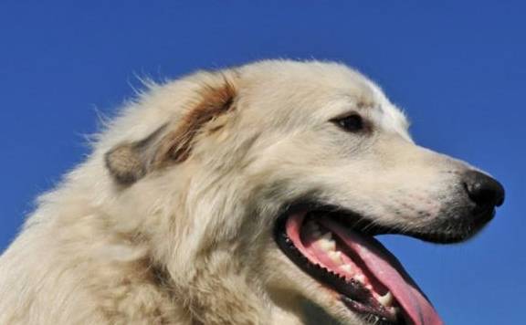 大白熊幼犬如何喂养?大白熊犬怎么喂养