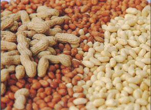 冬天如何发花生芽?冬天如何发花生芽呢