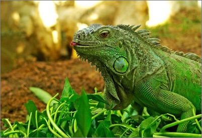 索爱t707（索爱t707手机当年多少钱）