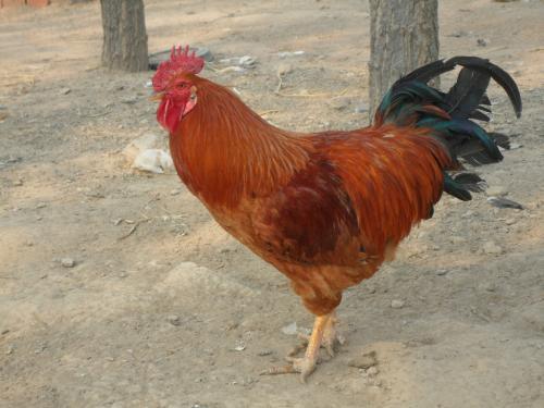 iphone12紫色（iphone12紫色发售时间）