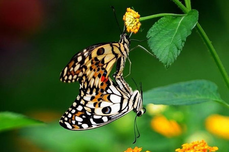 像火花像蝴蝶结局?像火花像蝴蝶结局太凄惨 像火花像蝴蝶结局?像火花像蝴蝶结局太凄惨