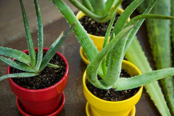 给我周星驰唐伯虎点秋香里面扮演华文华武老师的姓名和详细资料？（洗冤录2粤语）