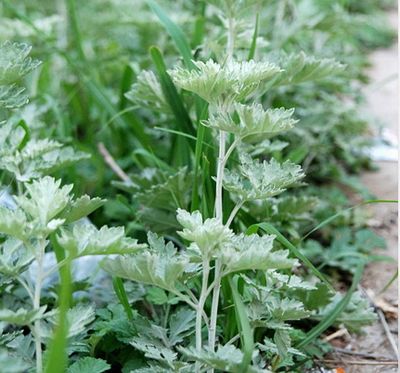 战旗电视剧剧情介绍？（电视剧战旗）