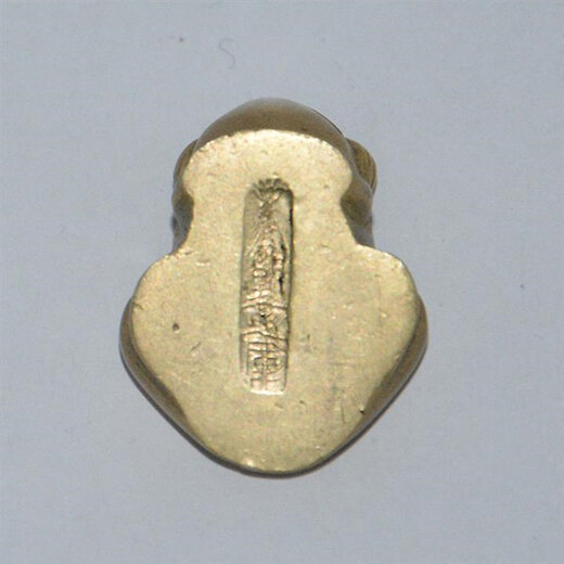 小金蛙最少活多少天？（小金娃）